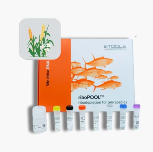 rRNA depletion Pan-Plant riboPOOL (96 reactions)